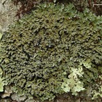 Pyxine sorediata