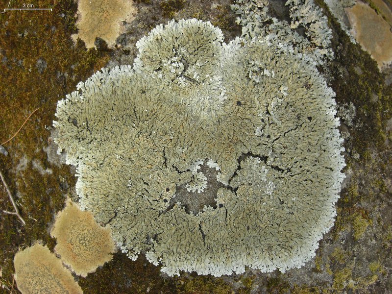 Pyxine sorediata