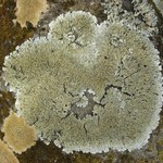 Pyxine sorediata