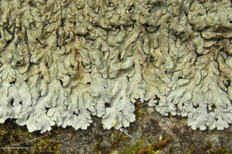 Pyxine sorediata