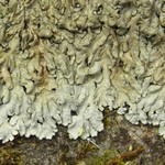 Pyxine sorediata