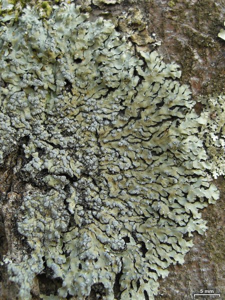 Pyxine sorediata