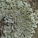 Pyxine sorediata