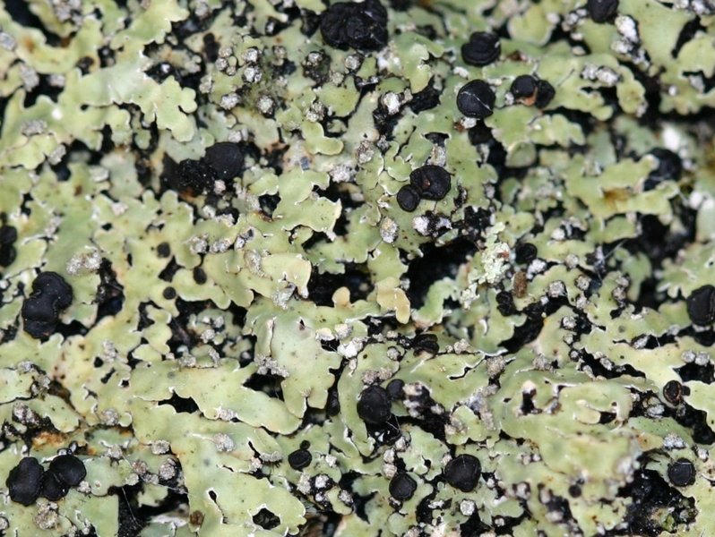 Pyxine sorediata