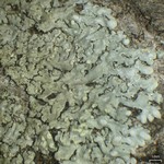 Pyxine subcinerea