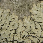 Pyxine subcinerea