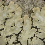 Pyxine subcinerea