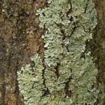 Pyxine subcinerea