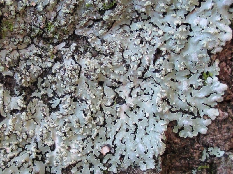 Pyxine subcinerea