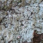 Pyxine subcinerea