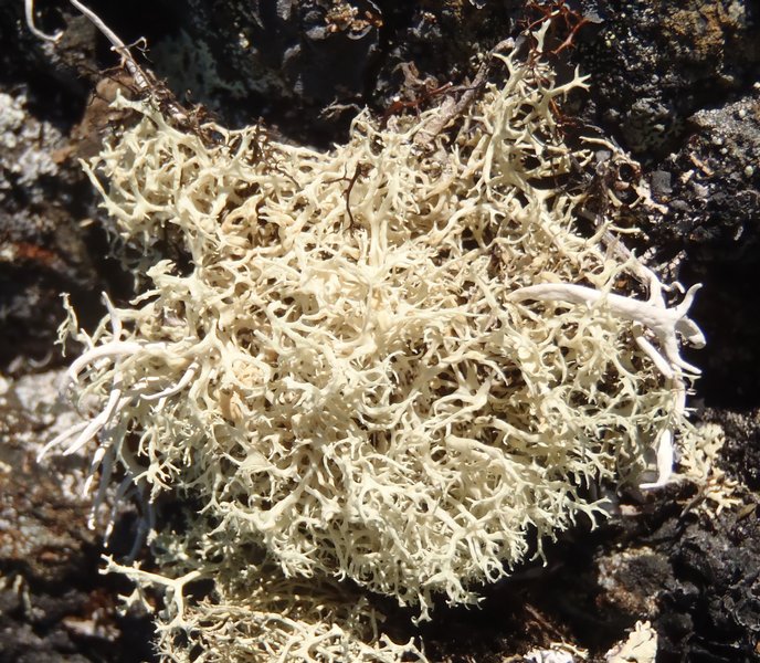 Ramalina almquistii