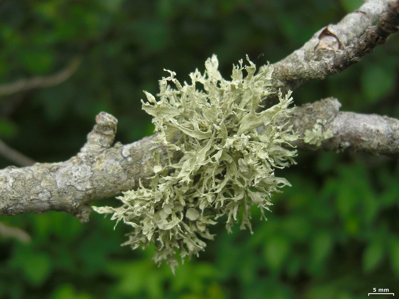 Ramalina americana