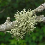 Ramalina americana