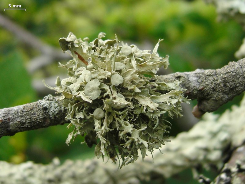 Ramalina americana