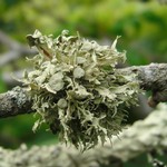 Ramalina americana