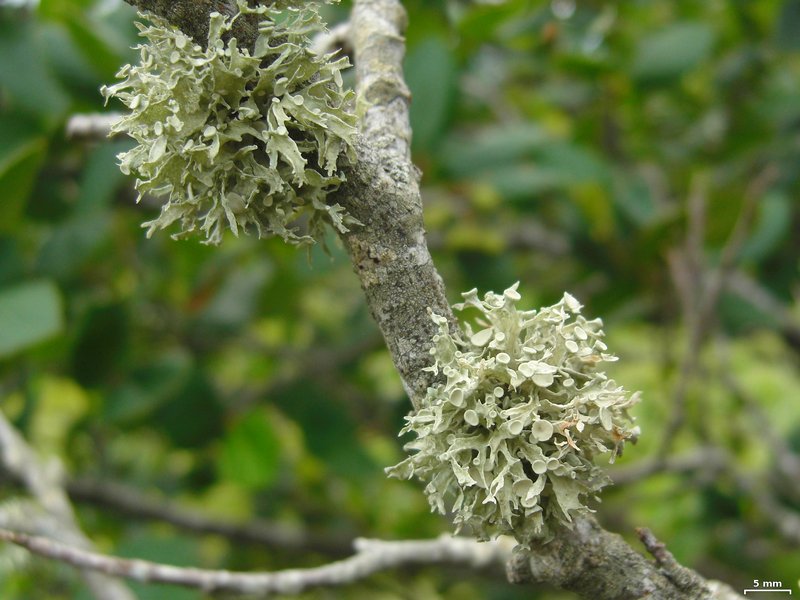 Ramalina americana