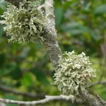 Ramalina americana