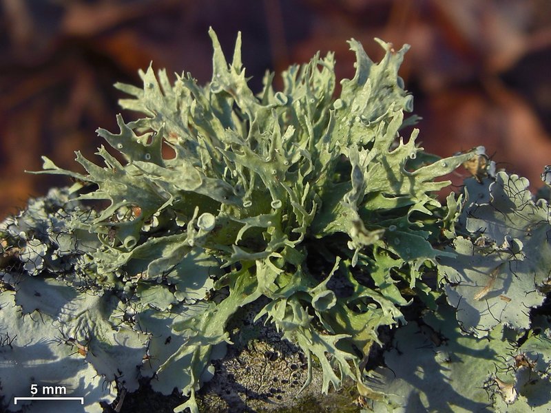 Ramalina americana