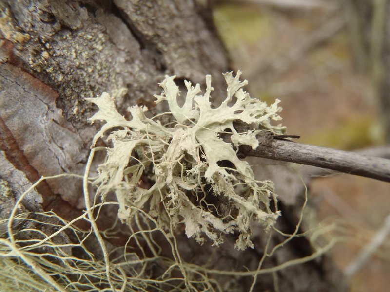 Ramalina americana