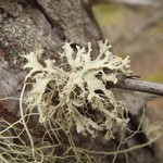 Ramalina americana