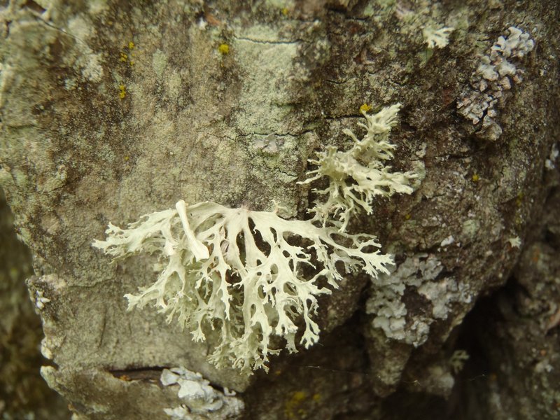 Ramalina americana