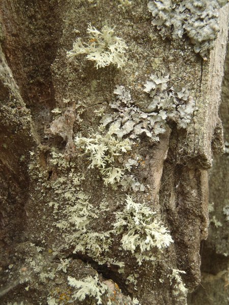 Ramalina americana