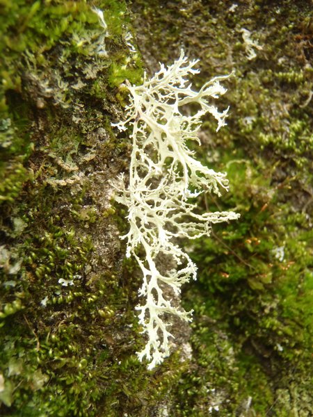 Ramalina americana