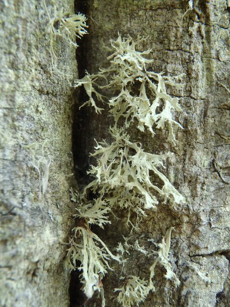 Ramalina americana