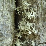 Ramalina americana