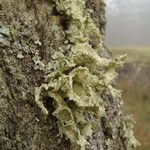 Ramalina canariensis