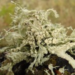 Ramalina canariensis