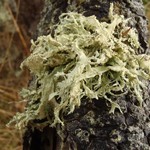 Ramalina canariensis