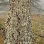 Ramalina canariensis