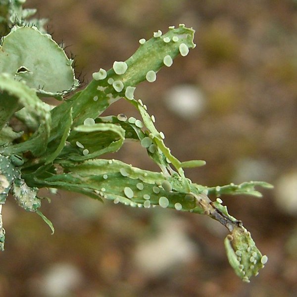 Ramalina celastri