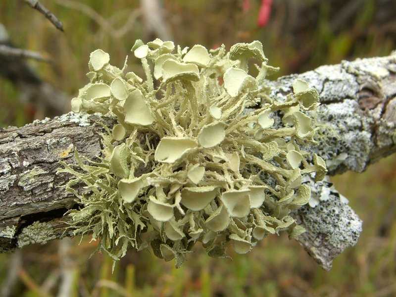 Ramalina complanata