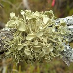 Ramalina complanata