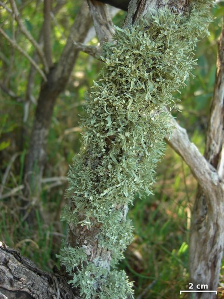 Ramalina complanata