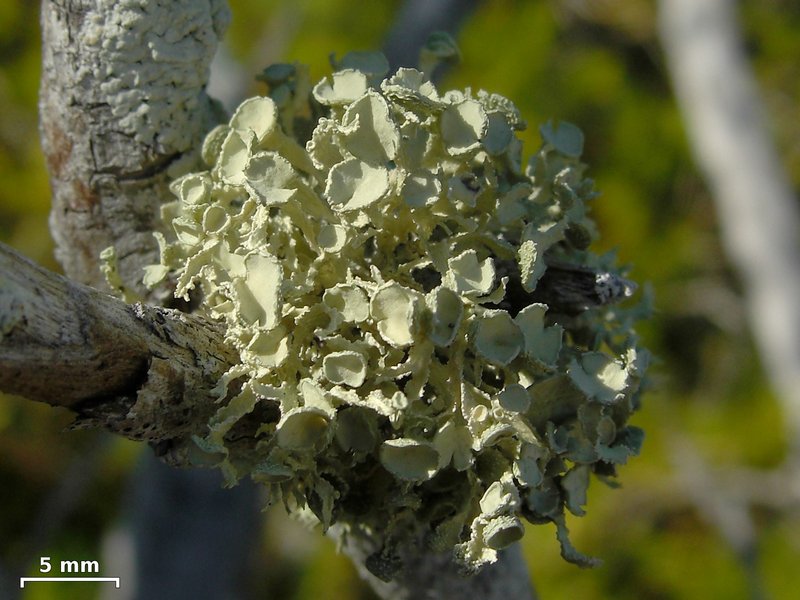 Ramalina complanata