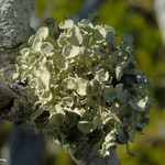 Ramalina complanata