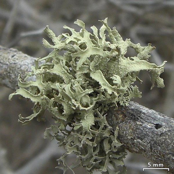 Ramalina complanata