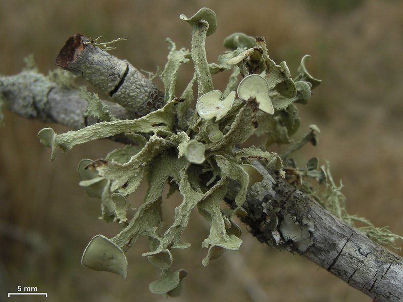 Ramalina complanata