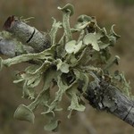 Ramalina complanata