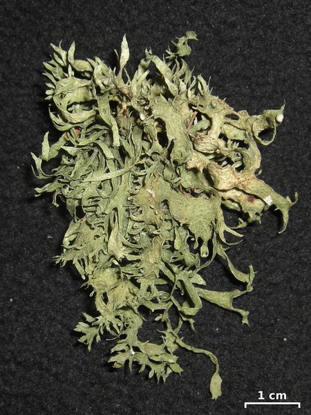 Ramalina culbersoniorum