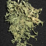 Ramalina culbersoniorum