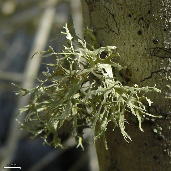 Ramalina culbersoniorum