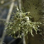 Ramalina culbersoniorum