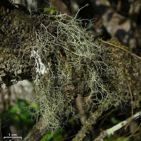 Ramalina dasypoga