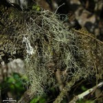 Ramalina dasypoga