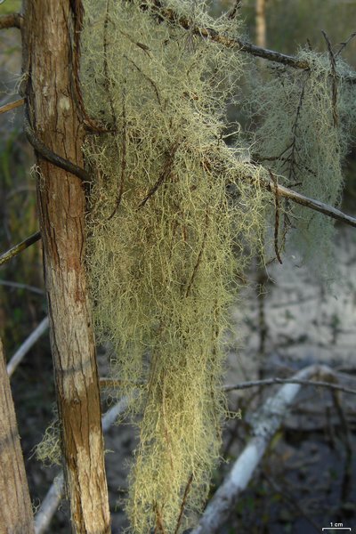 Ramalina dasypoga