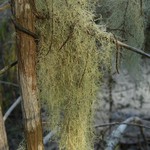 Ramalina dasypoga